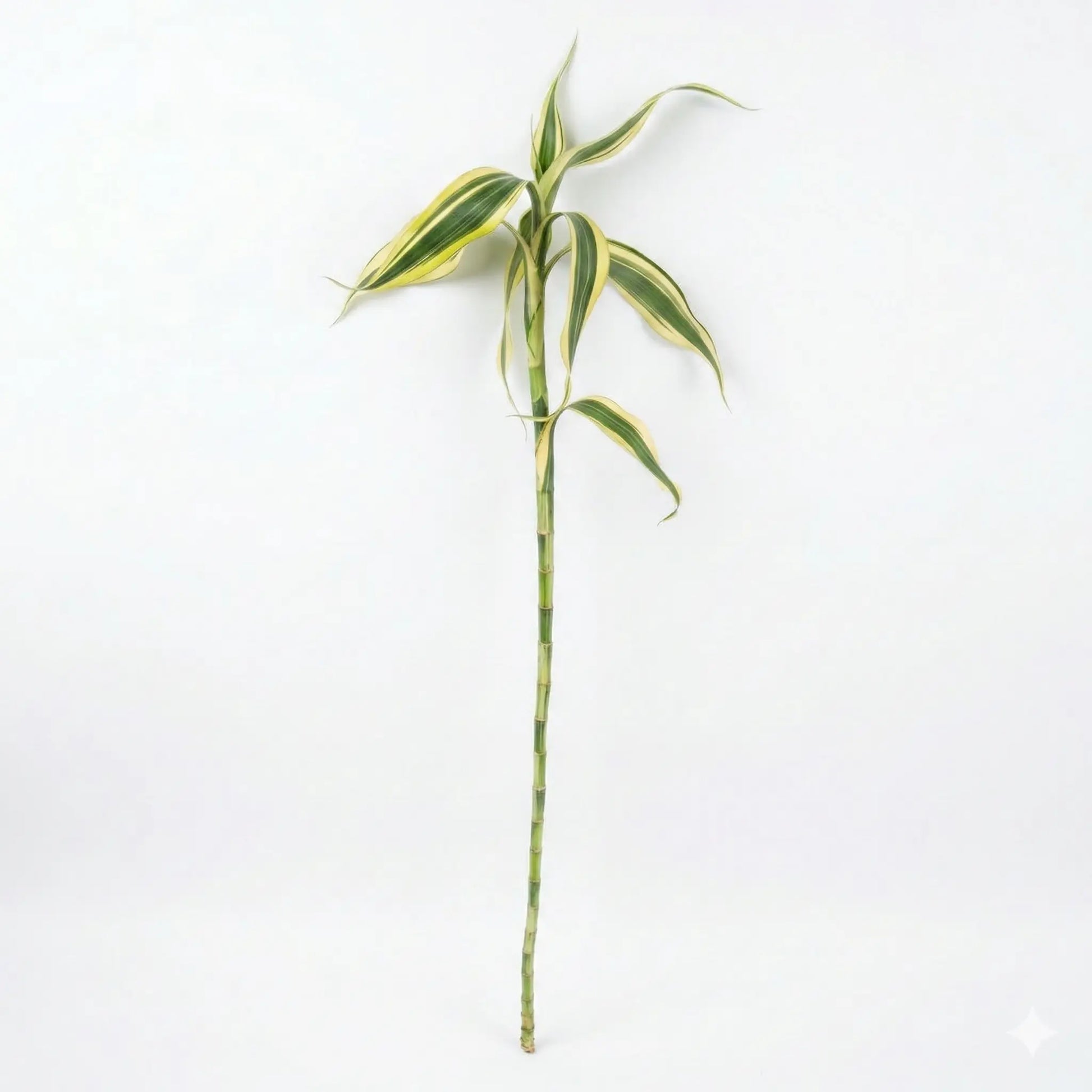 Lucky Bamboo Stick Straight Small
