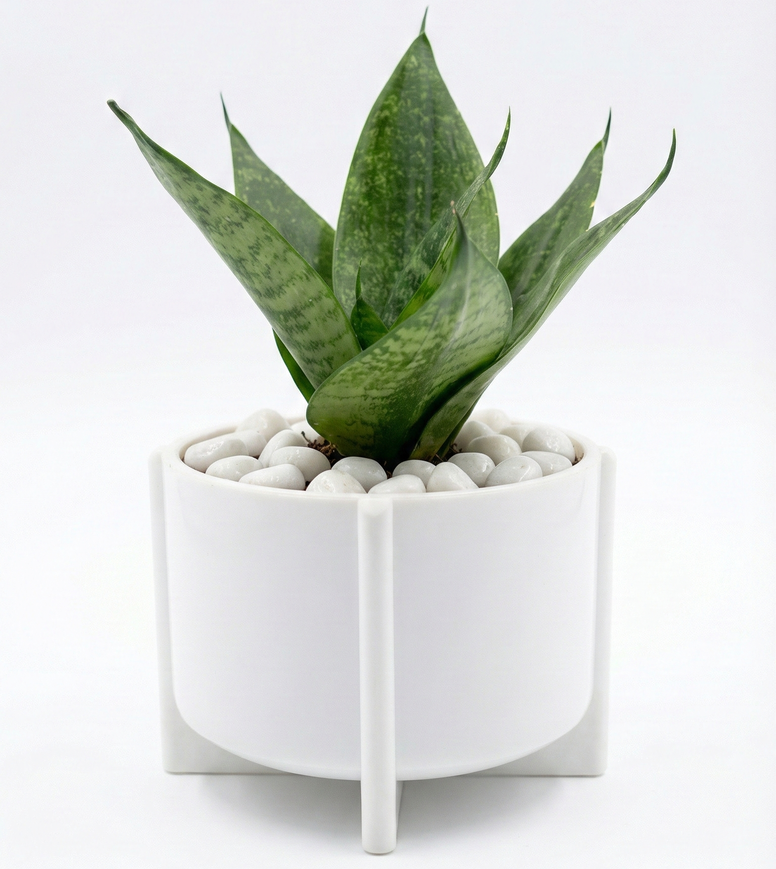 Snake Plant Sensaveria Hahnii in 3D Pinted Pot