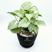Syngonium White in Luma Pot