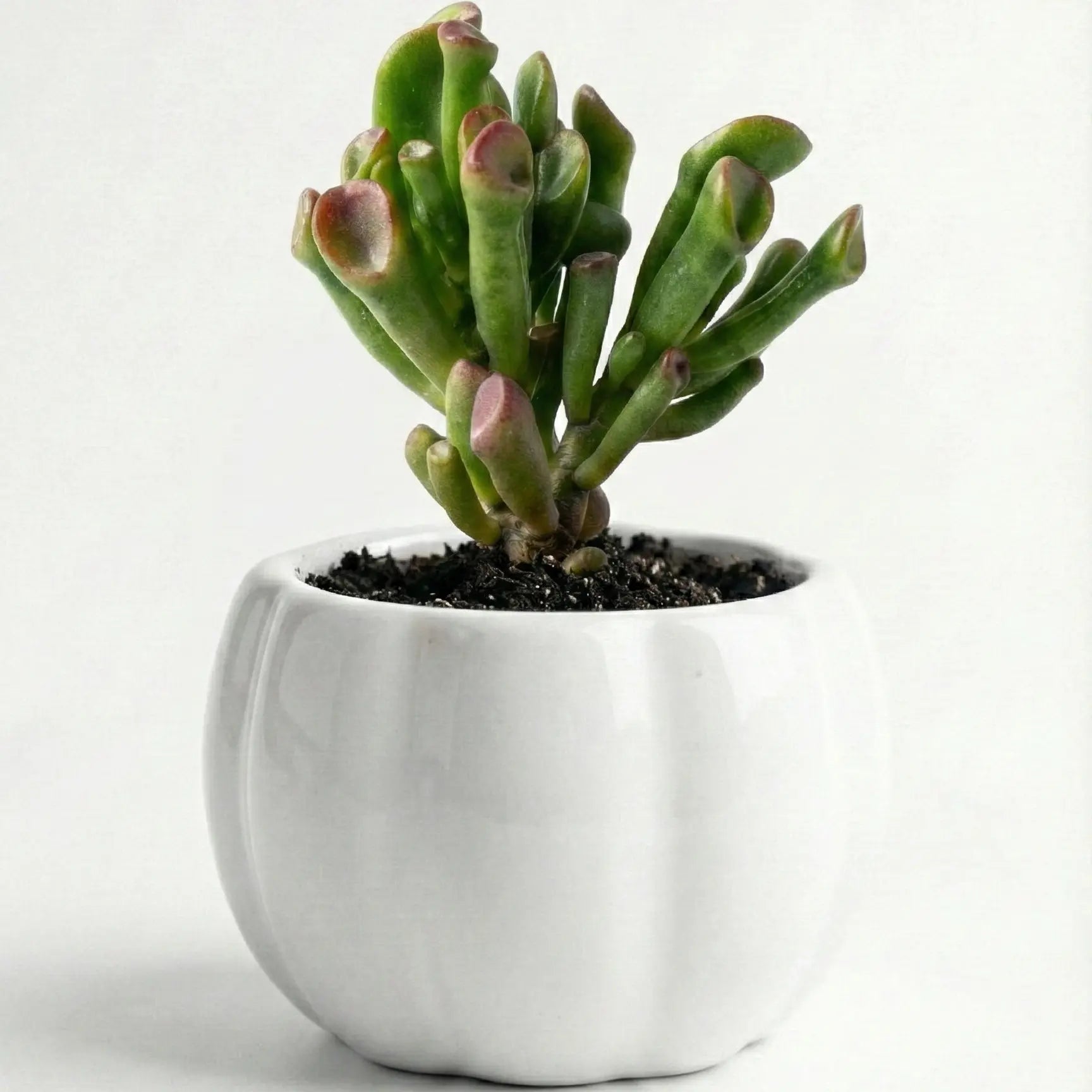 Gollum Jade in Pumpkin Ceramic Pot