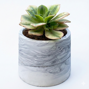 Aeoneum starburst in marble texture pot