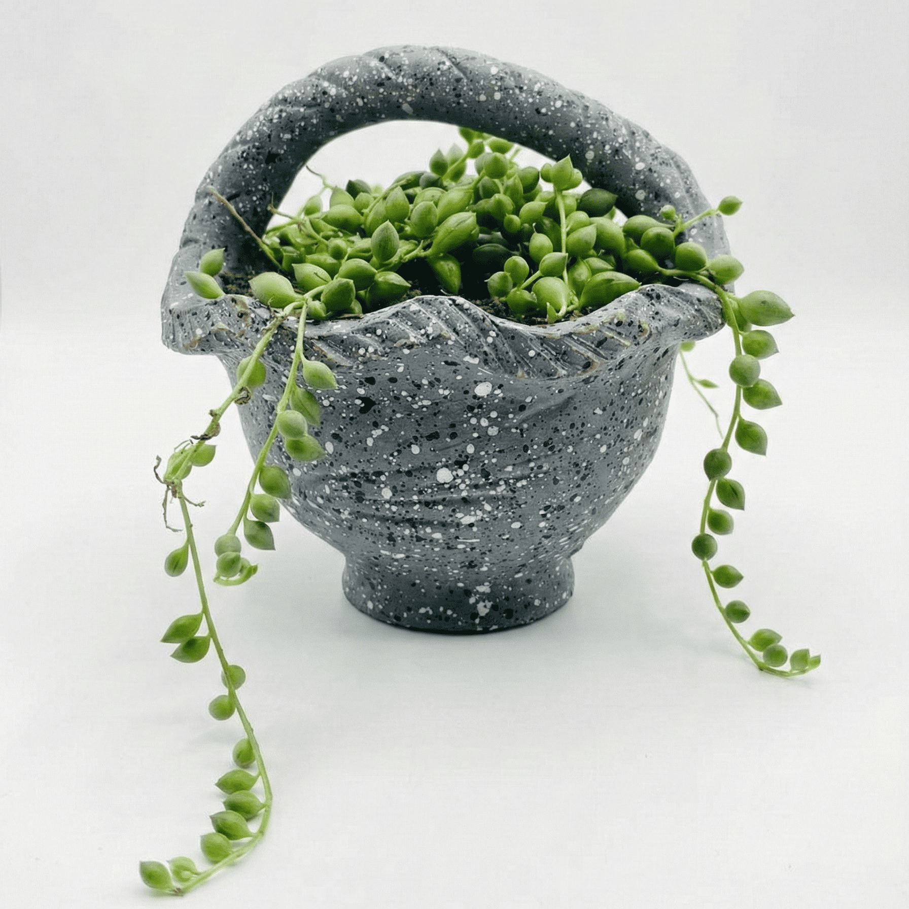 String of Pearls in Terracotta Painted Basket
