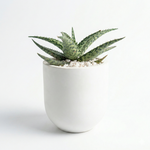 Christmas Carol Aloe