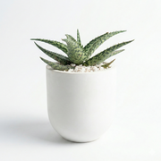 Christmas Carol Aloe