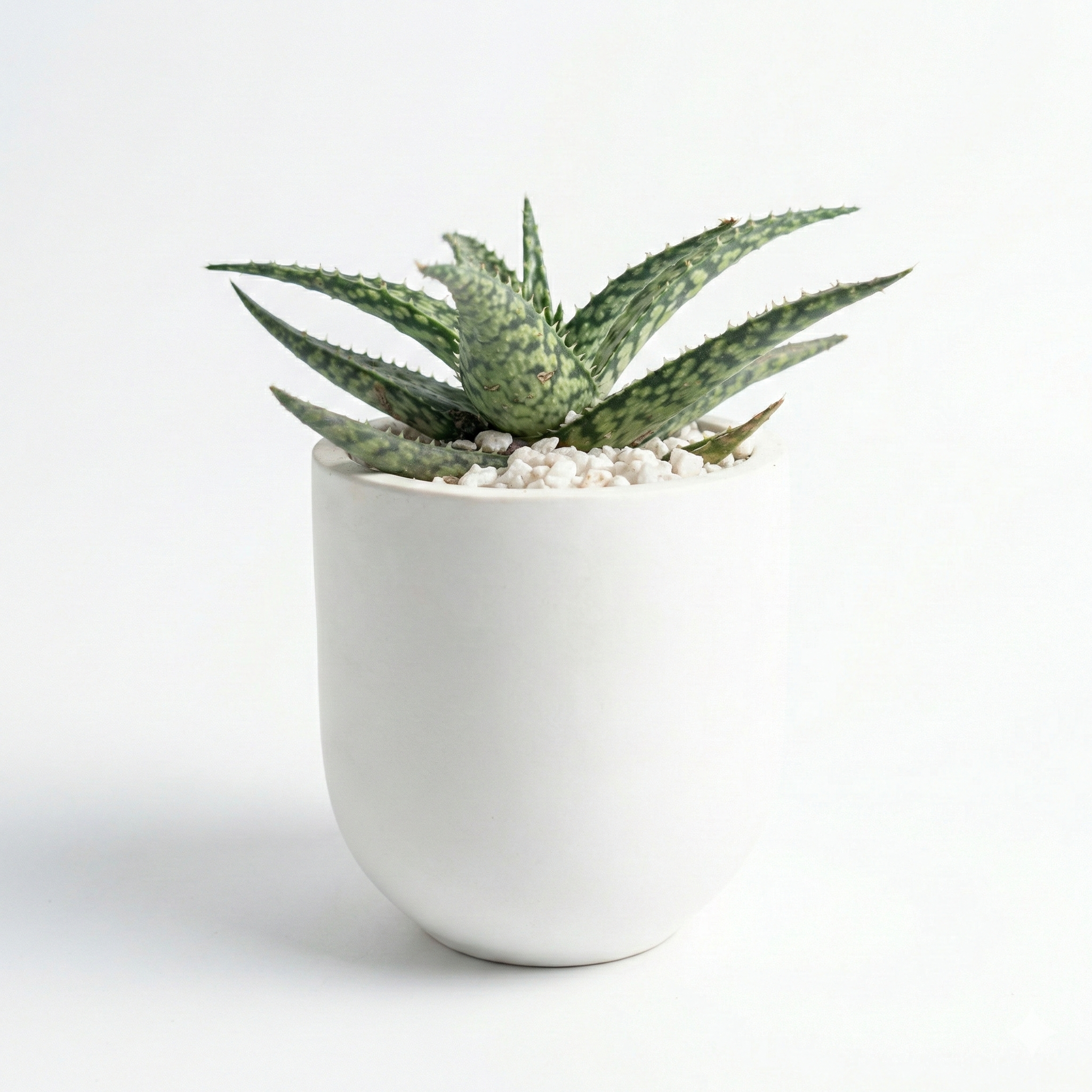 Christmas Carol Aloe