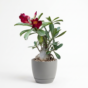 Adenium Desert Rose Grafted Red in Luma Pot