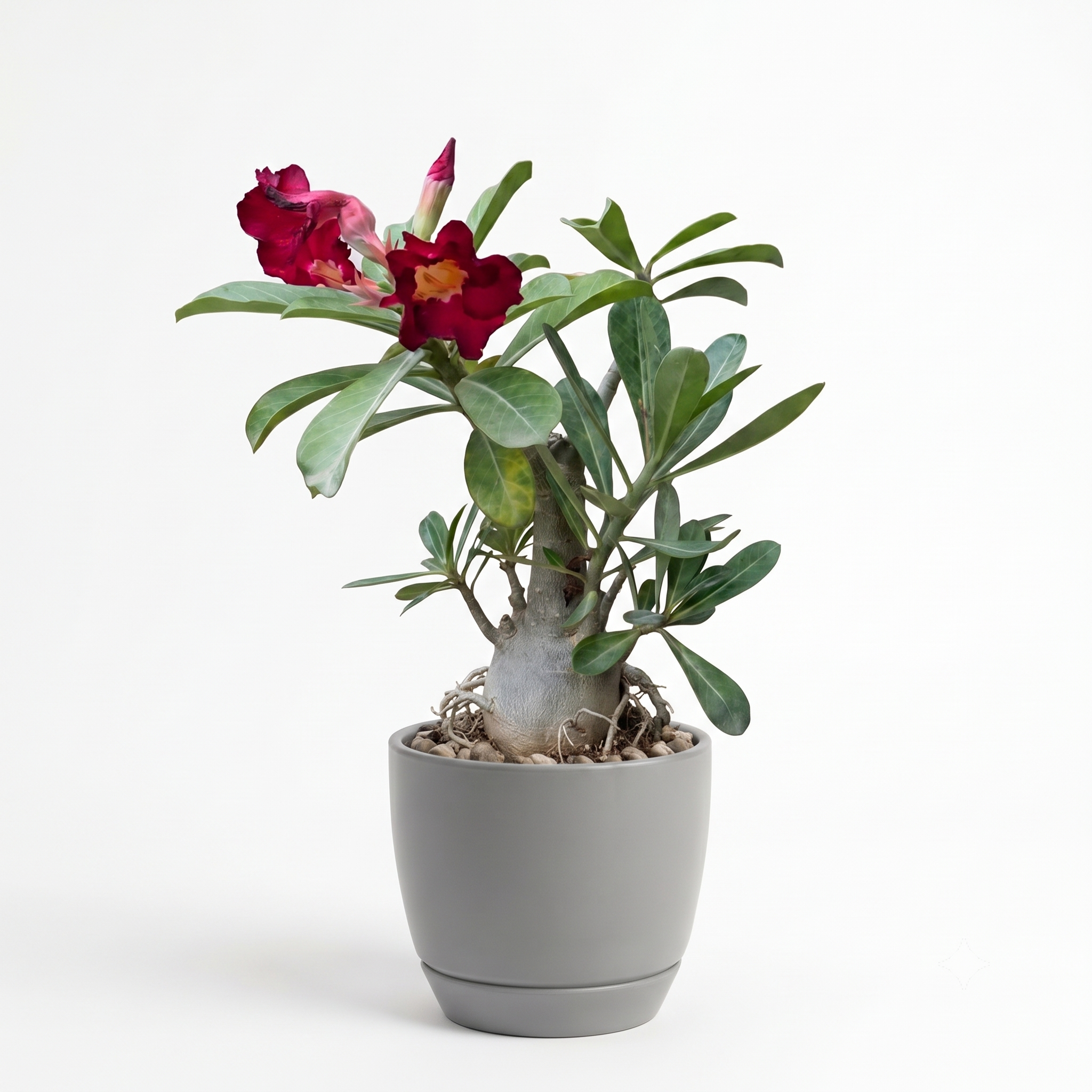 Adenium Desert Rose Grafted Red in Luma Pot