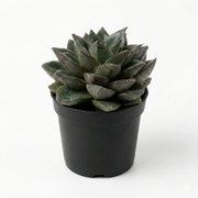 Echeveria Purpusorum