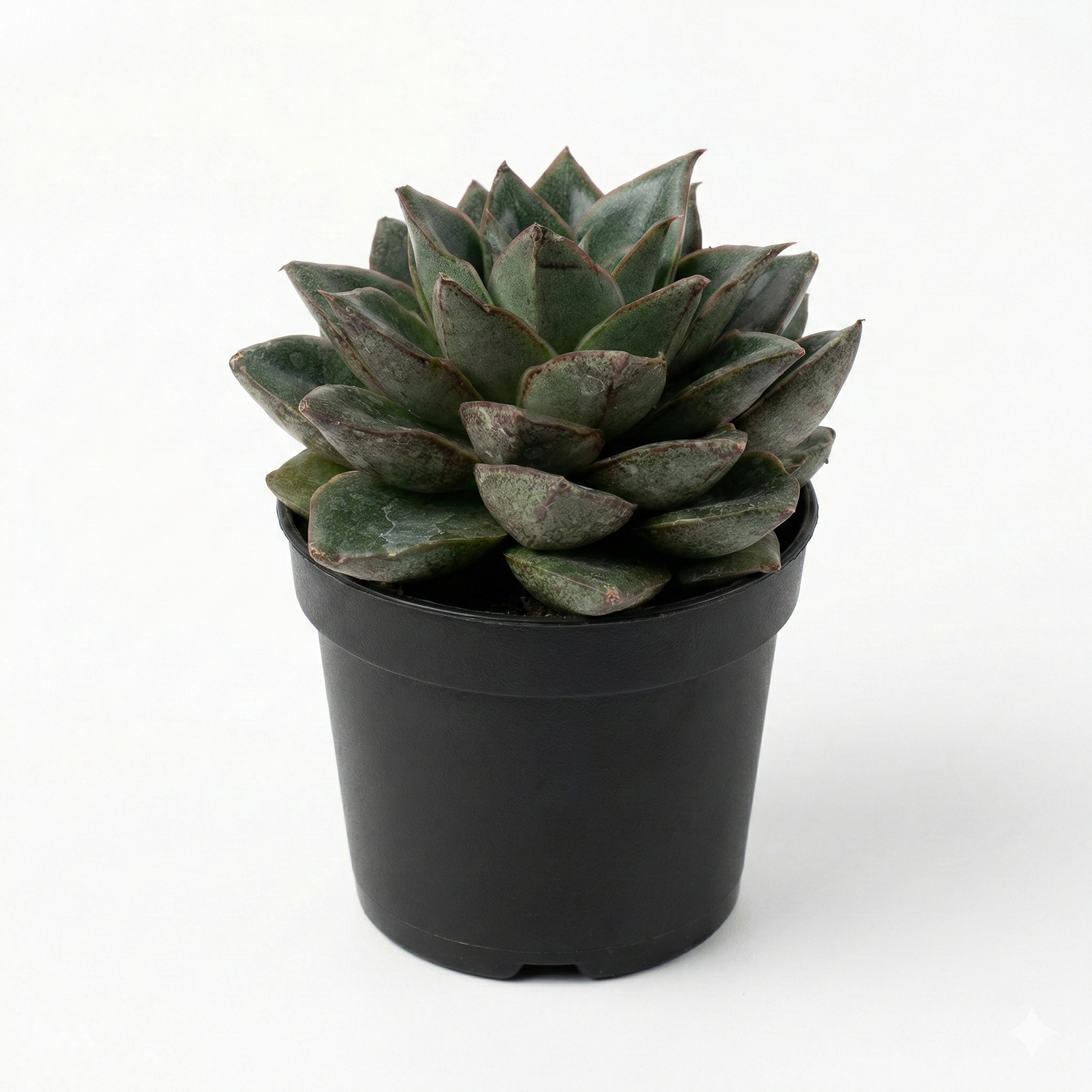 Echeveria Purpusorum