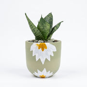 Snake dwarf in Artisan Series Hand crafted Pot