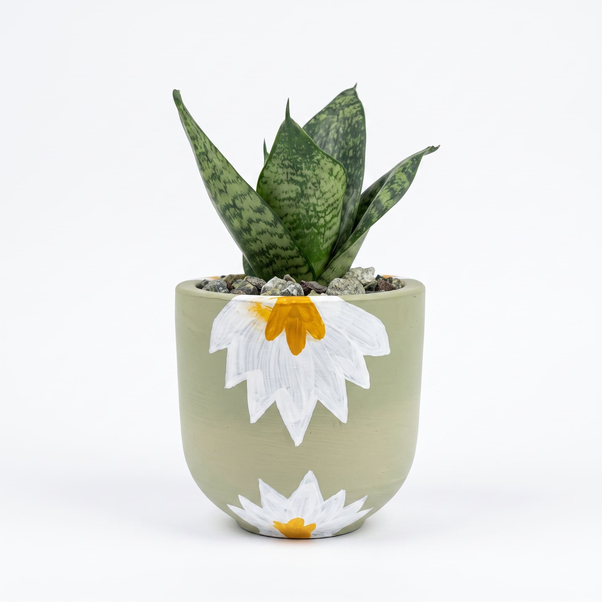 Snake dwarf in Artisan Series Hand crafted Pot