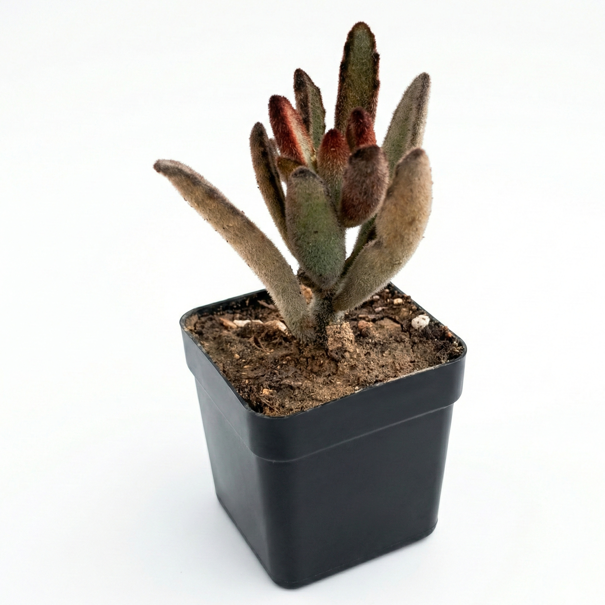 Kalanchoe tomentosa 'Chocolate Soldier