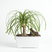 Ponytail Palm with Bonsai Tray and Fossil Stone