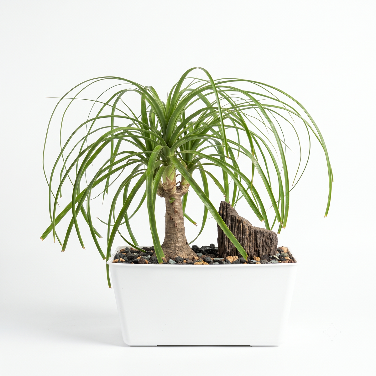 Ponytail Palm with Bonsai Tray and Fossil Stone