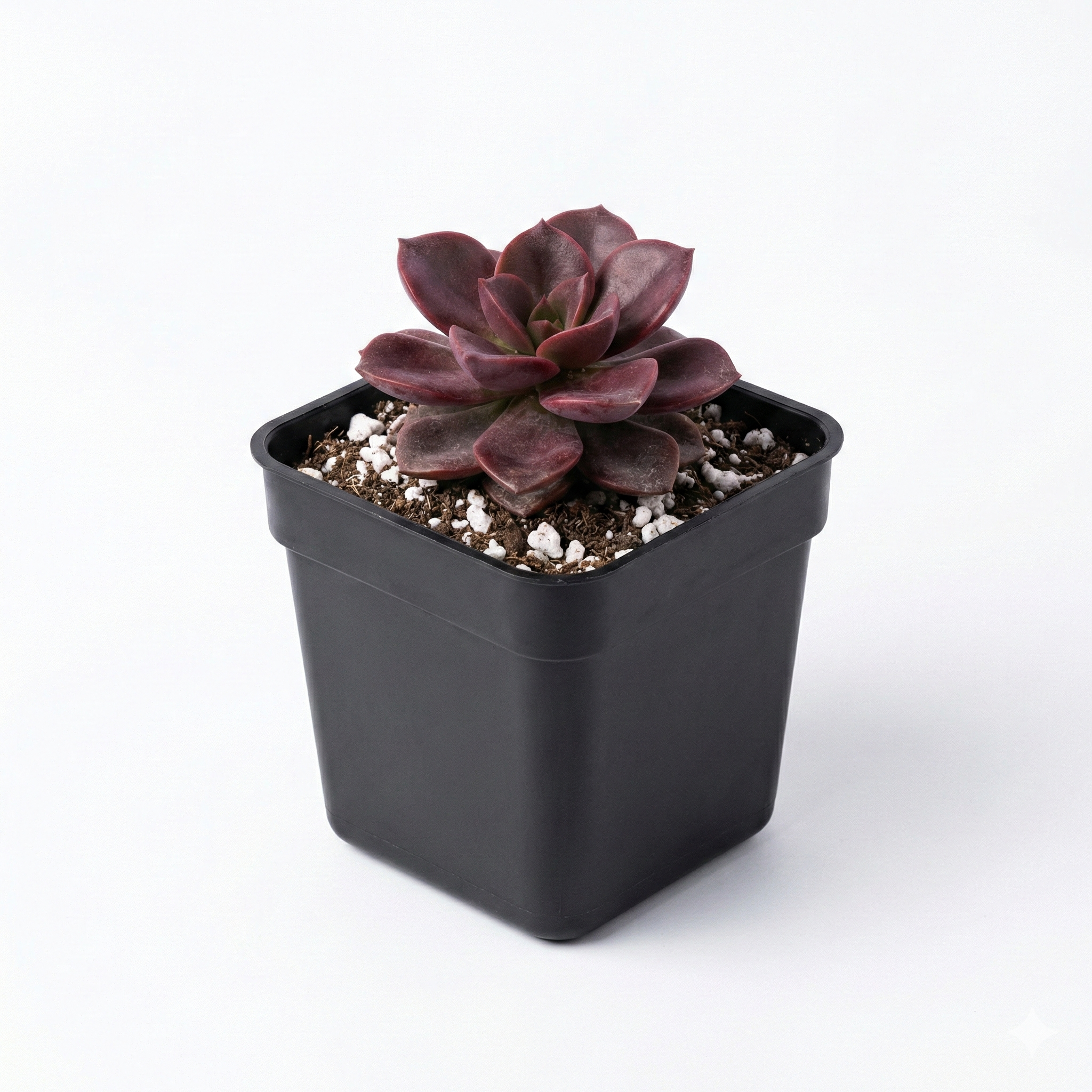 Sedum Black