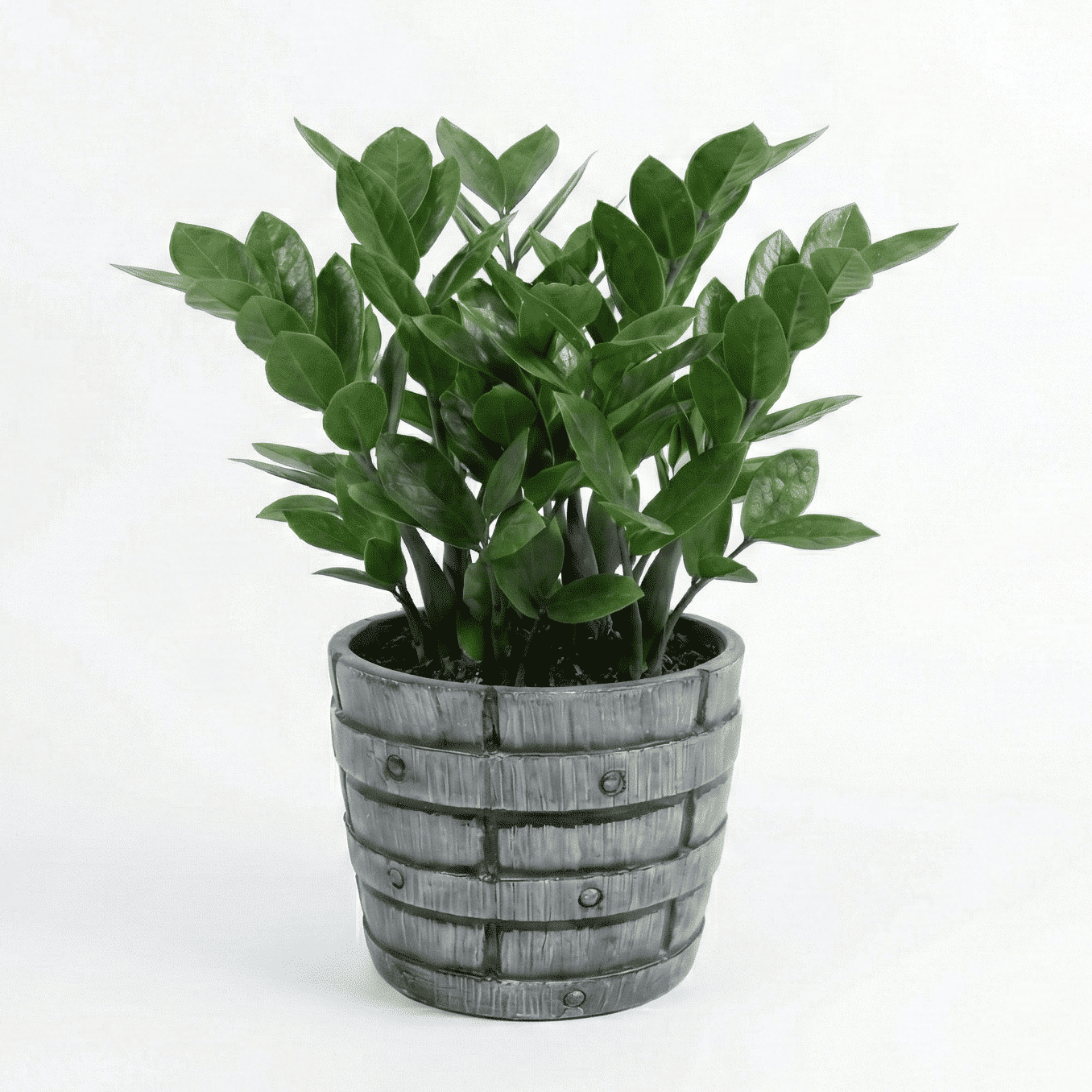 ZZ Plant Green in Terracotta Barrel Pot