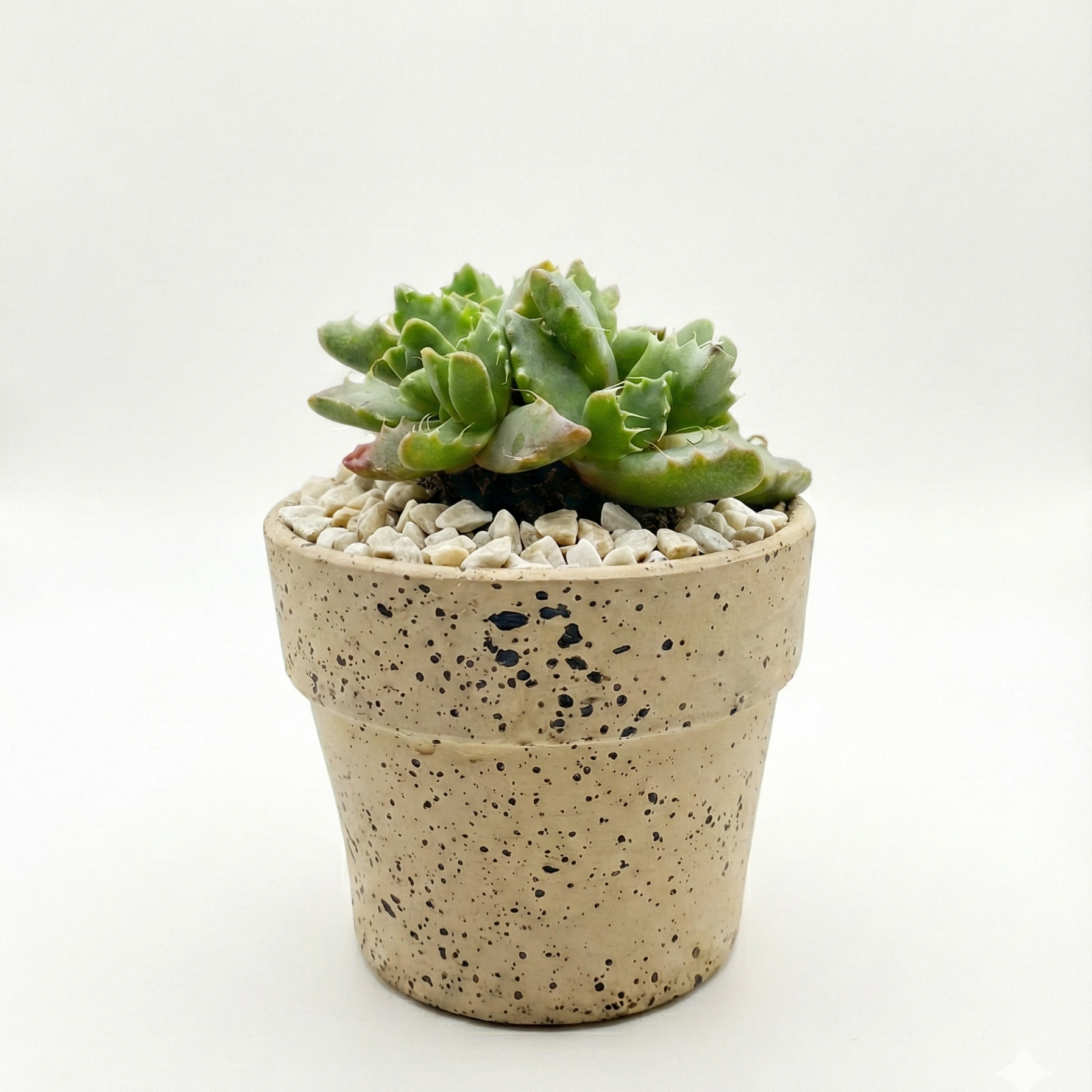 Tiger Jaw Succulent with Painted Terracotta Pot