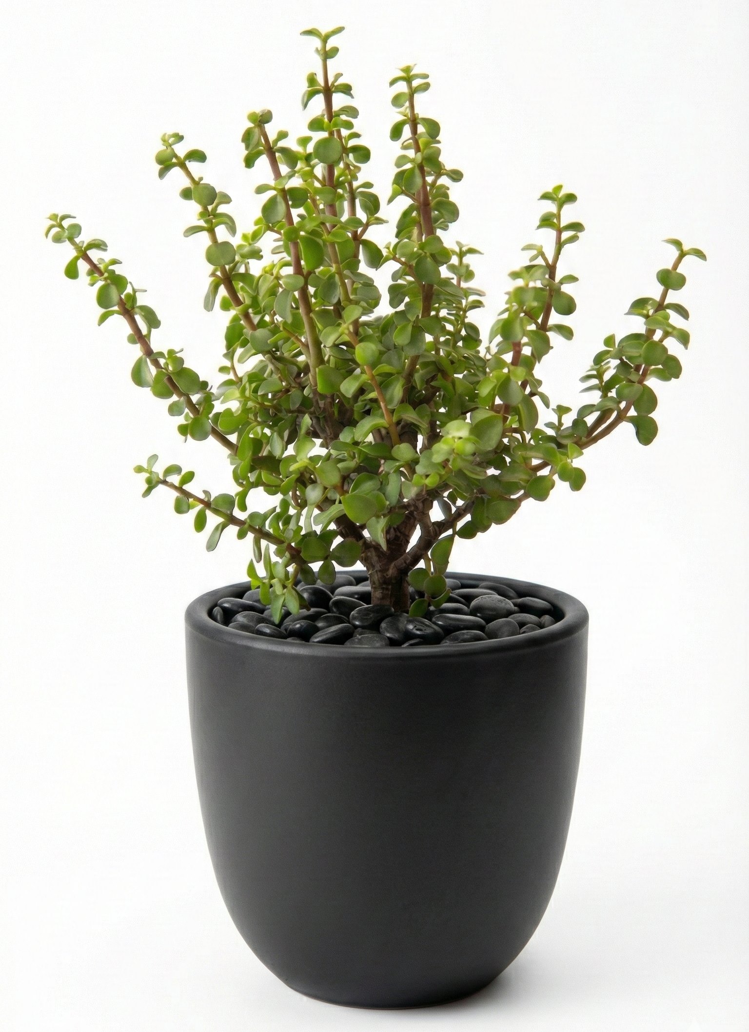 Jade Plant in NOIR Pot