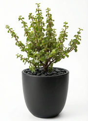 Jade Plant in NOIR Pot