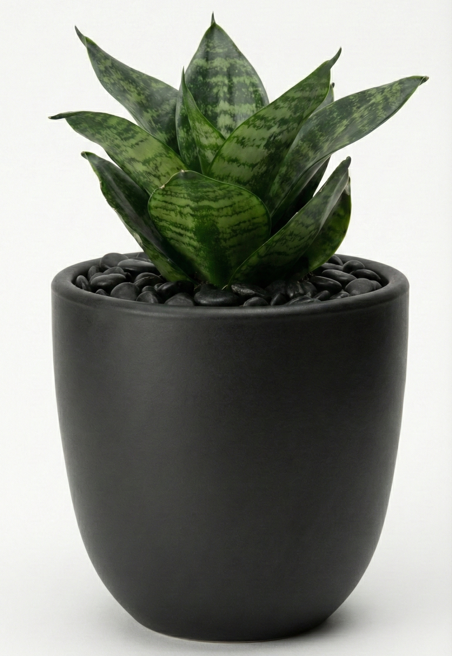 Snake Plant Hahnii in NOIR Pot