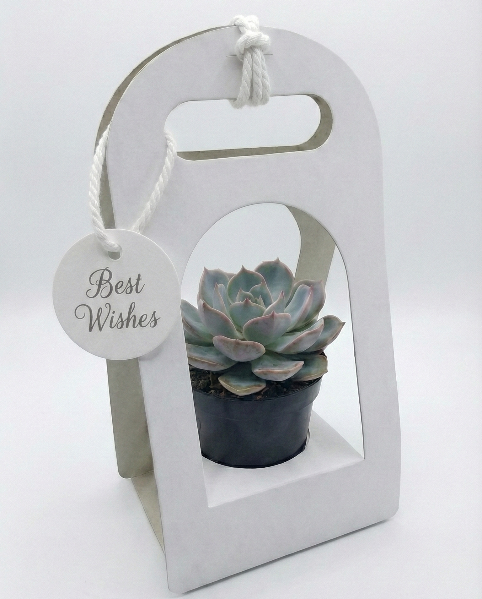 Succulent Gift Basket (without plant)