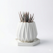 Haworthia Zebra in Diamond Pot with Tray