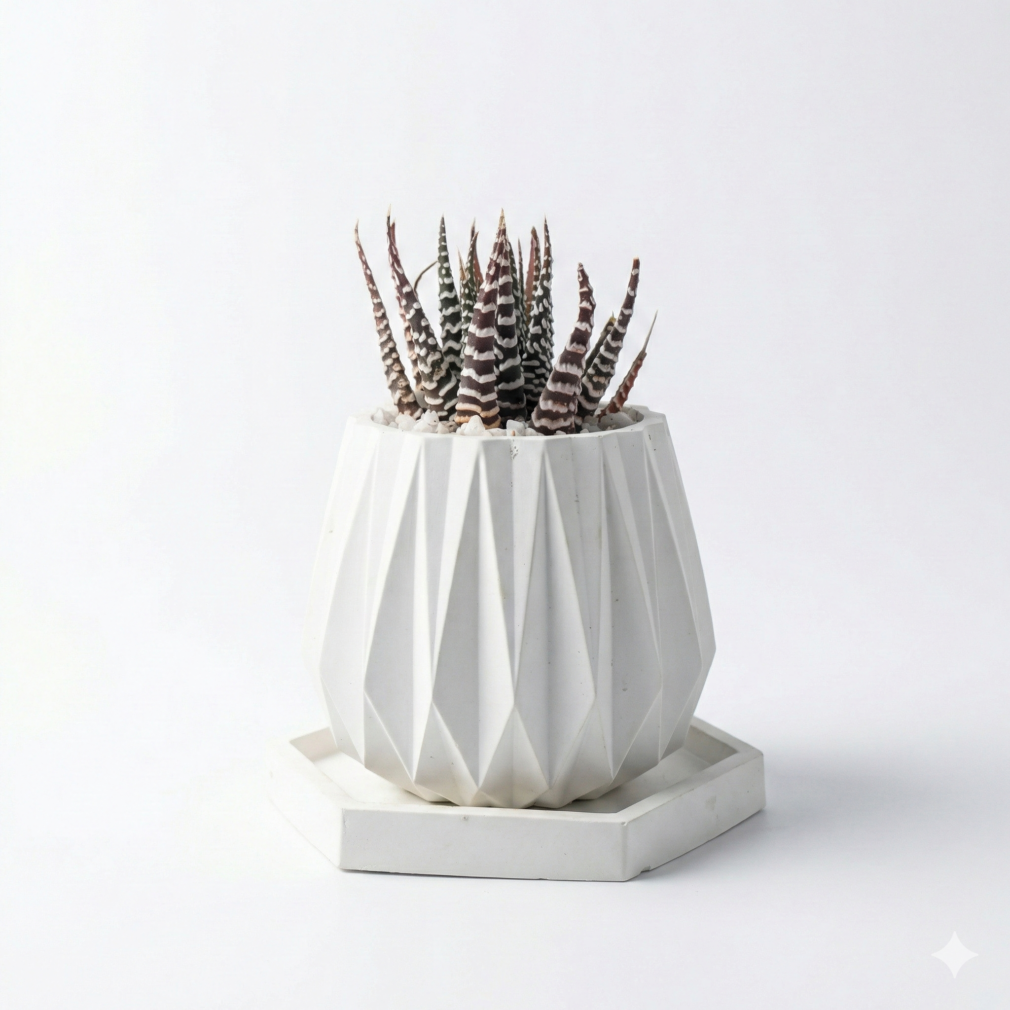 Haworthia Zebra in Diamond Pot with Tray