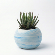Haworthia attenuata in Marble Texture Round Pot