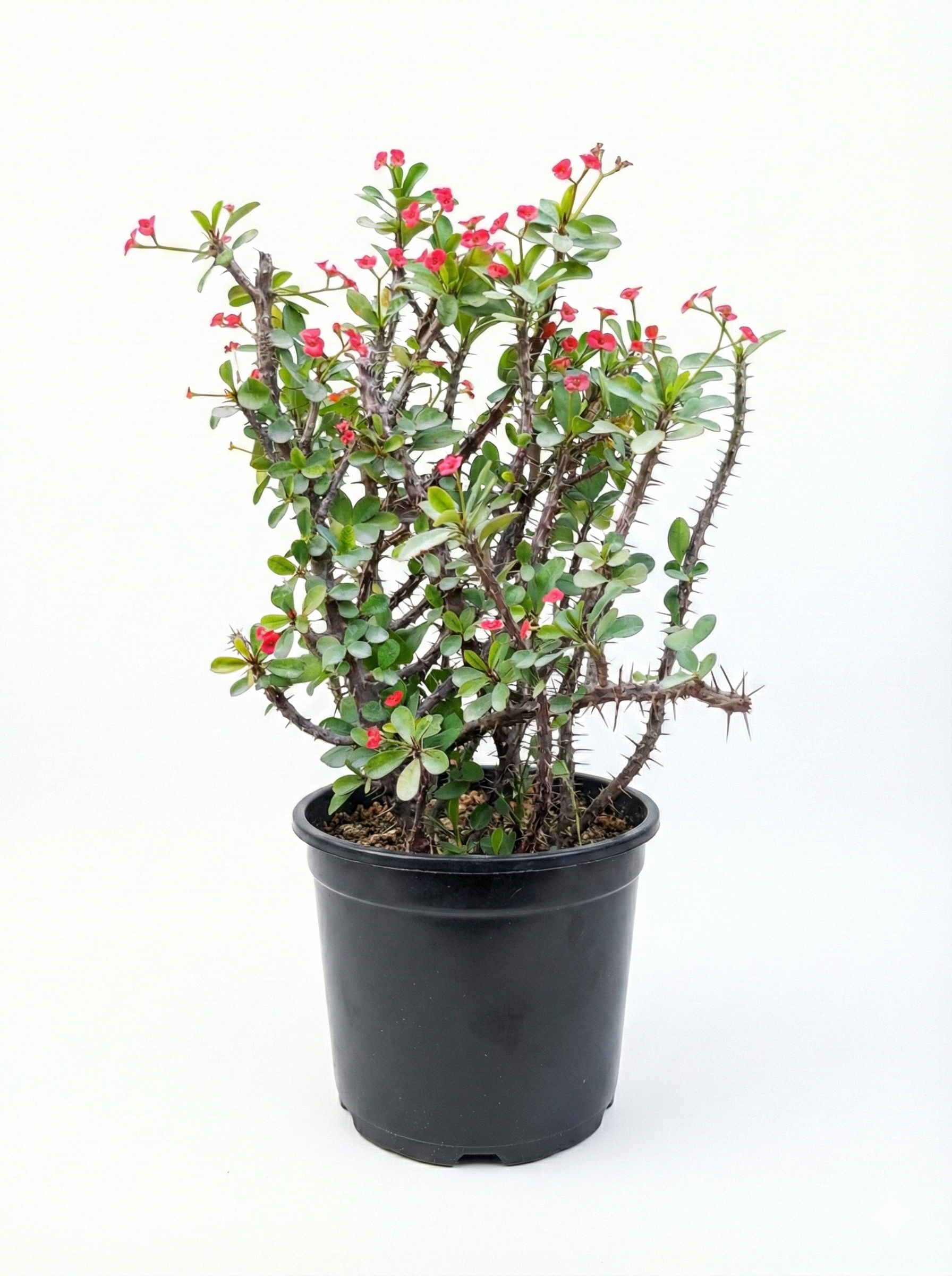 Ehuphorbia milli Red