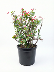 Ehuphorbia milli Red