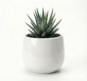 Haworthia Zebra Cylinder Cermamic Pot