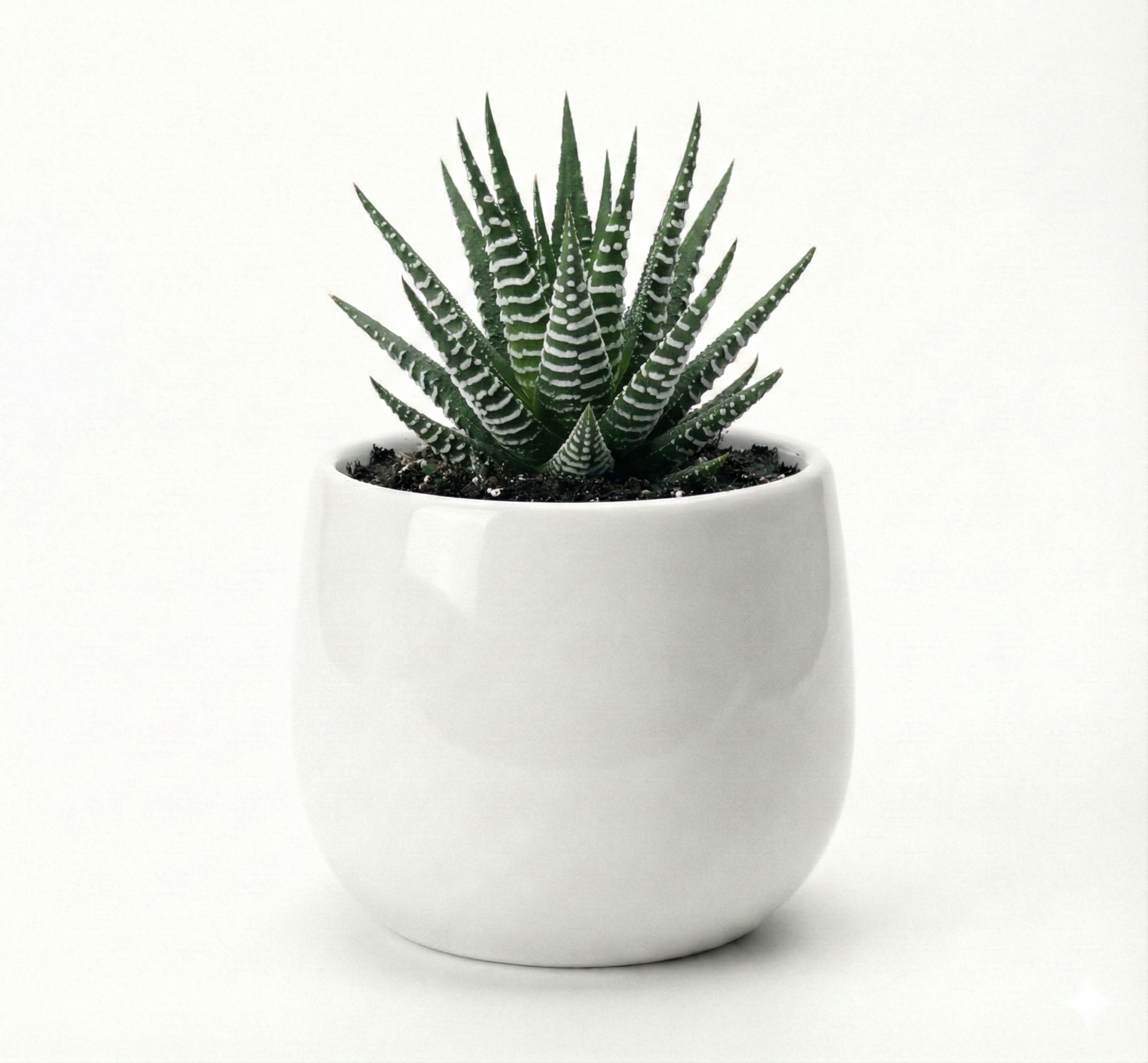 Haworthia Zebra Cylinder Cermamic Pot