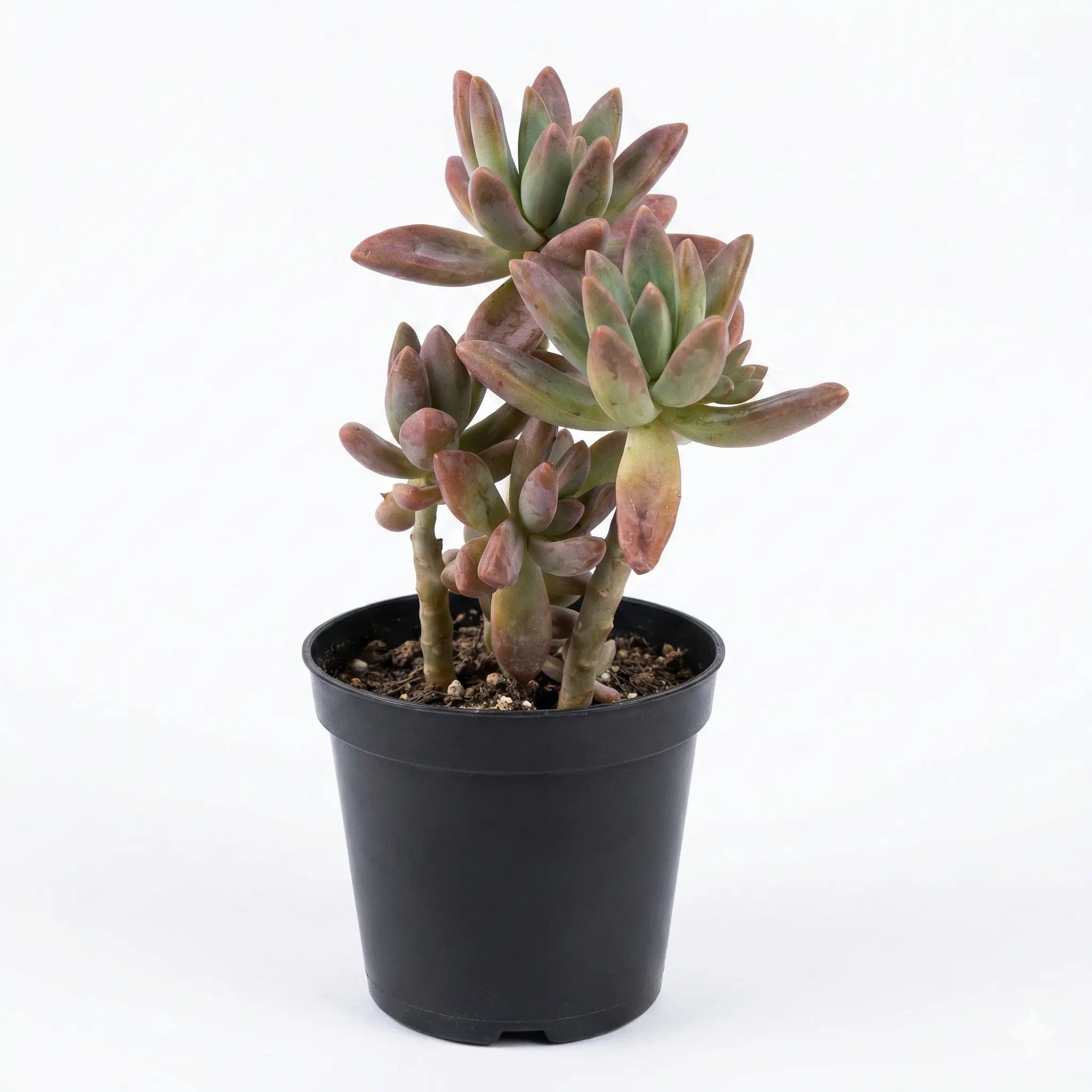 grapto succulent Grapto Copper
