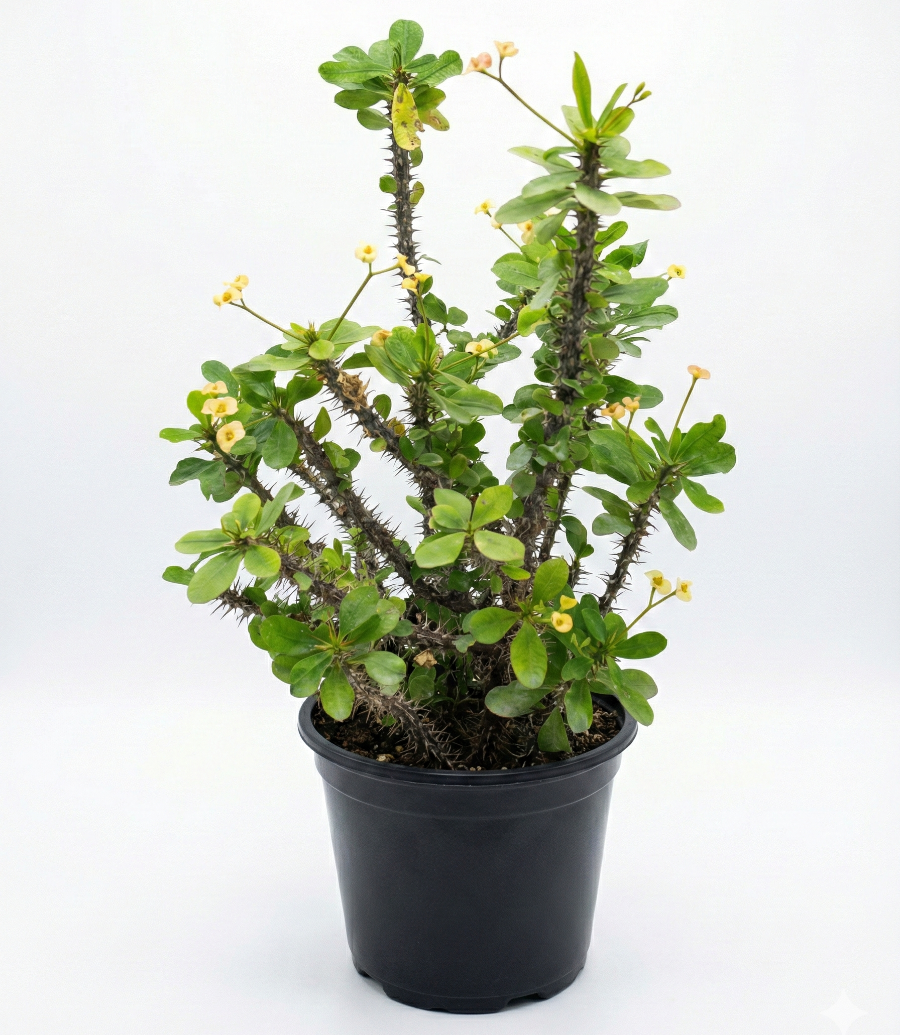 Ehuphorbia milli Yellow