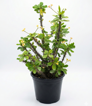 Ehuphorbia milli Yellow