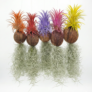Tillandsia Air Plant