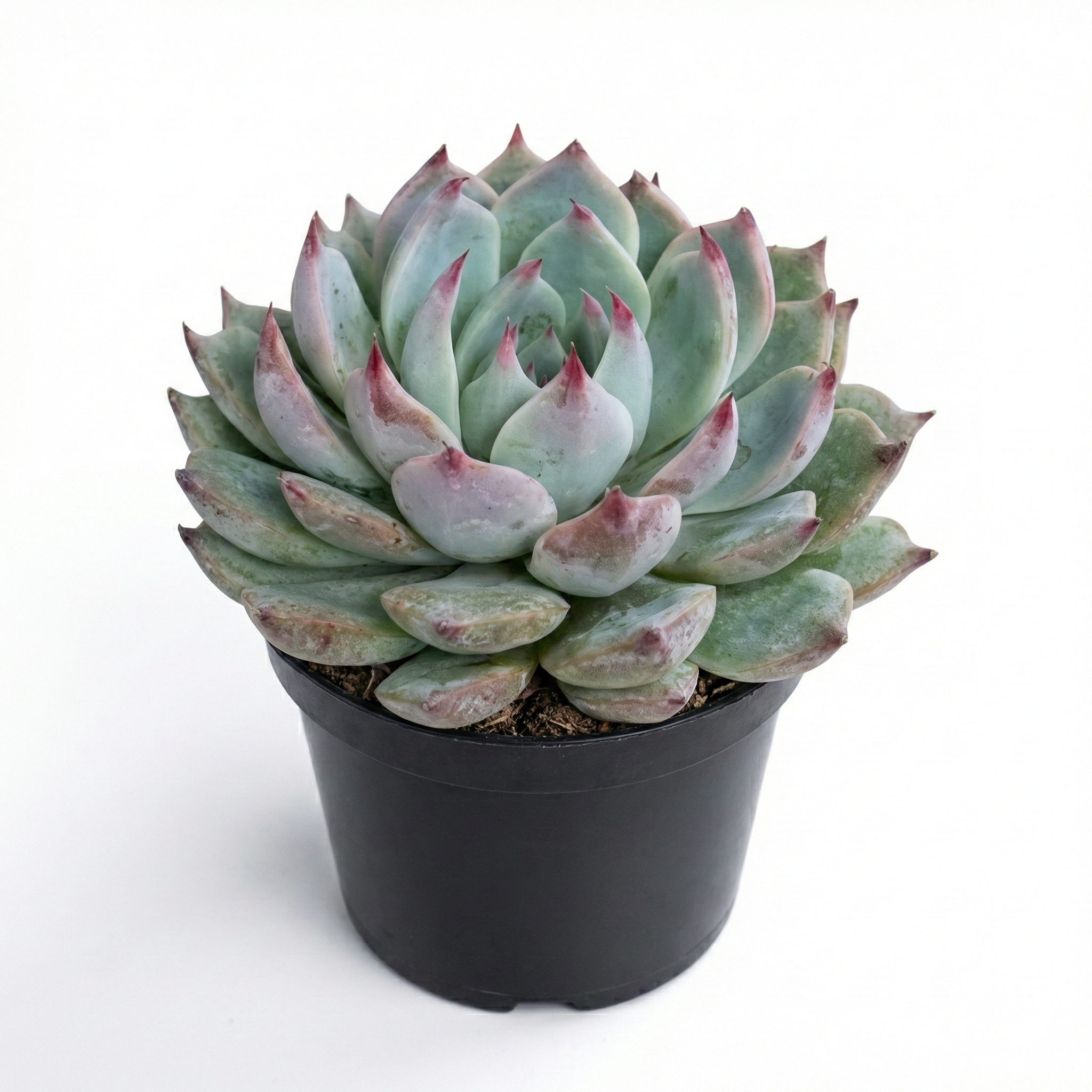 Echeveria colorata
