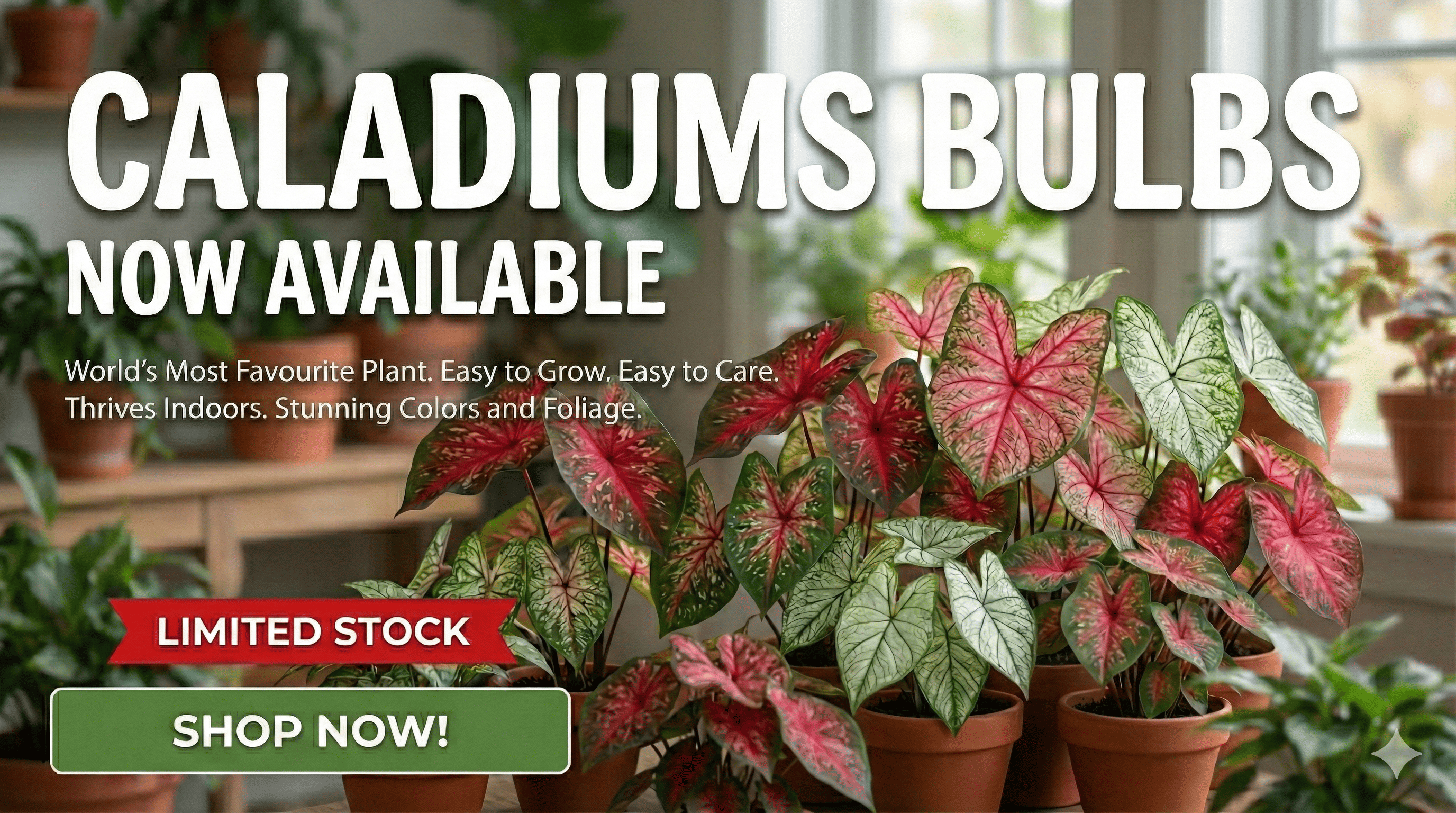 custom-slideshow-image-desktop-block_Ta7WA9