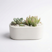 Echeveria Haworthia duo Capsule Cement Pot