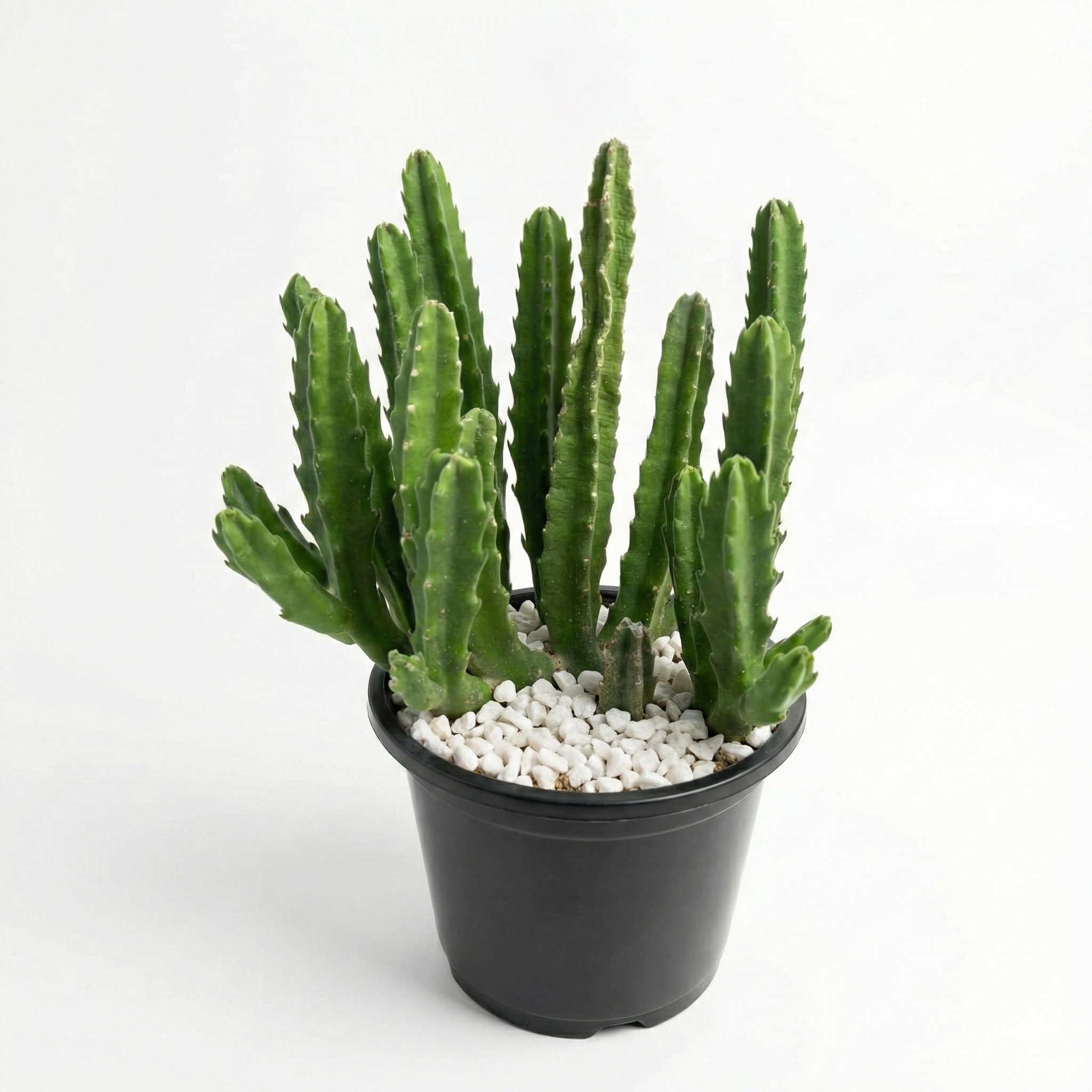 Stapelia Cactus Large