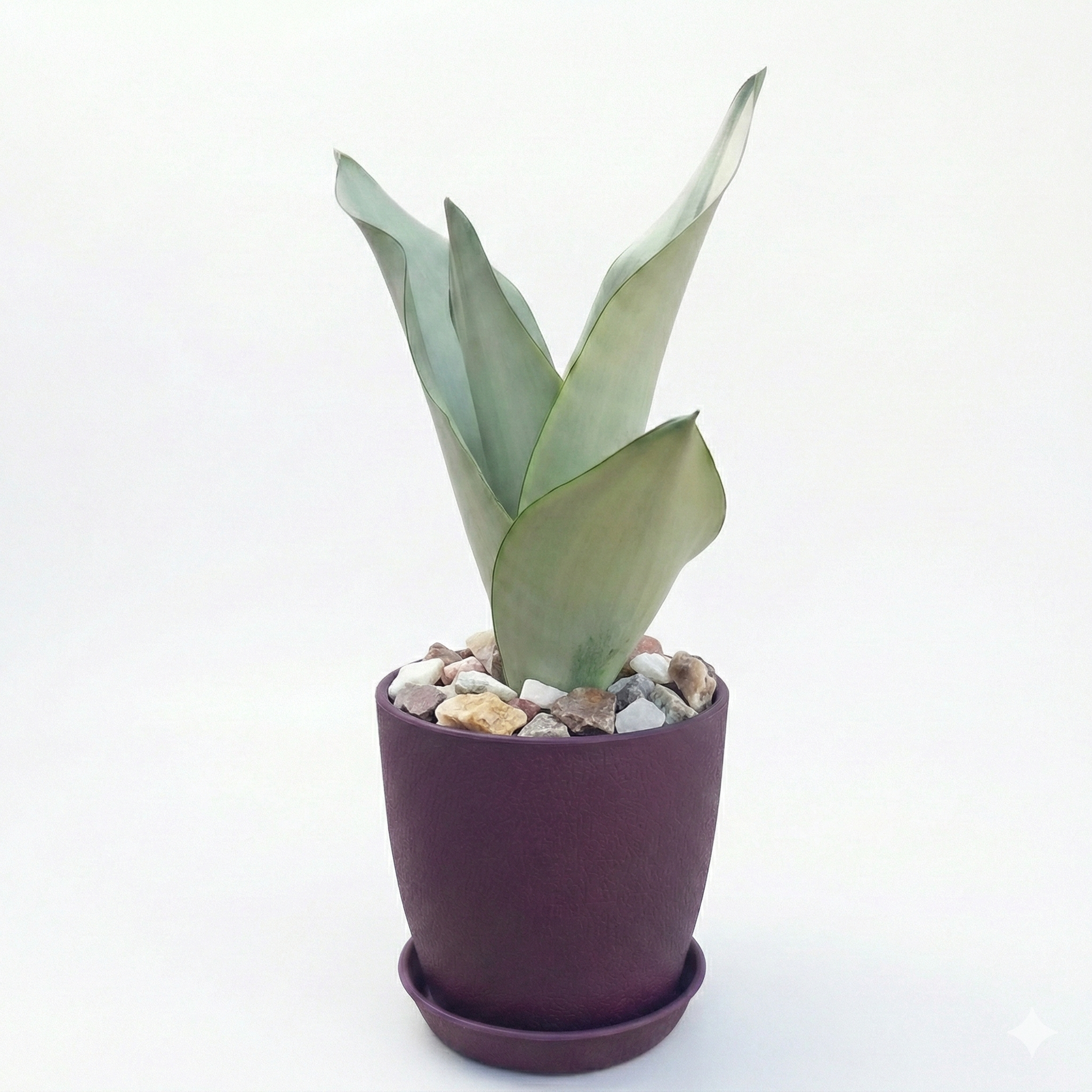 Snake Plant Moonshine in Luma Pot