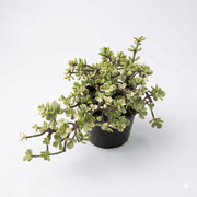 Jade Variegated (Thai)