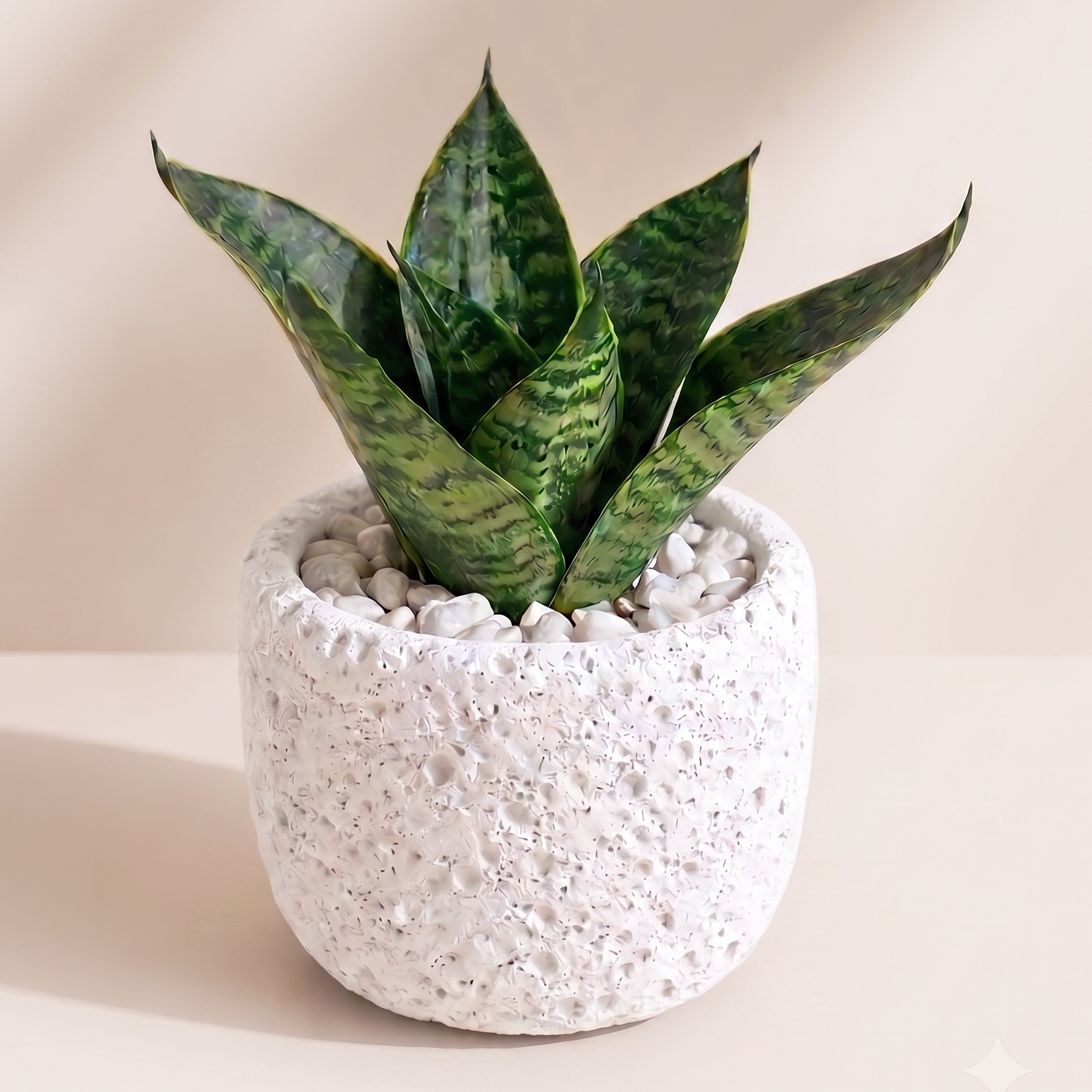 Snake Plant Dwarf in Natura Pot