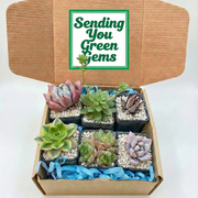 Succulent Gift Box With 6 Succulents Pack