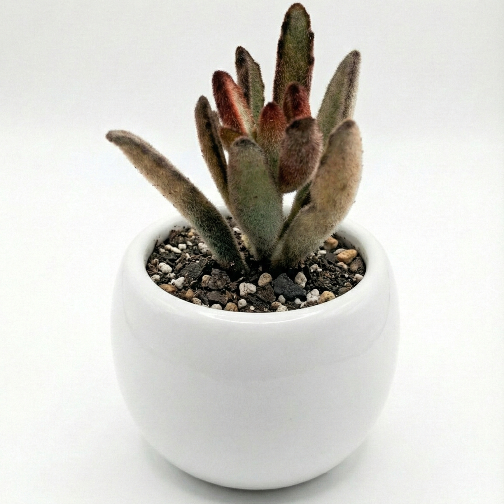 Chocolate Soldier in Ceramic Pot