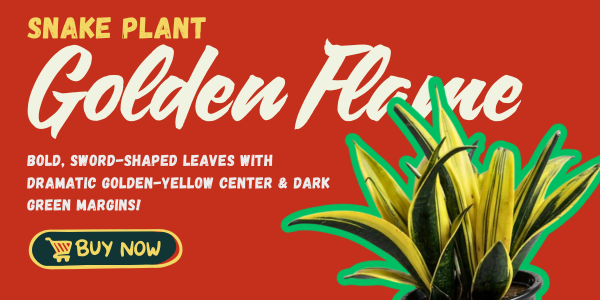 Shalamar Nurseries & Landscapers