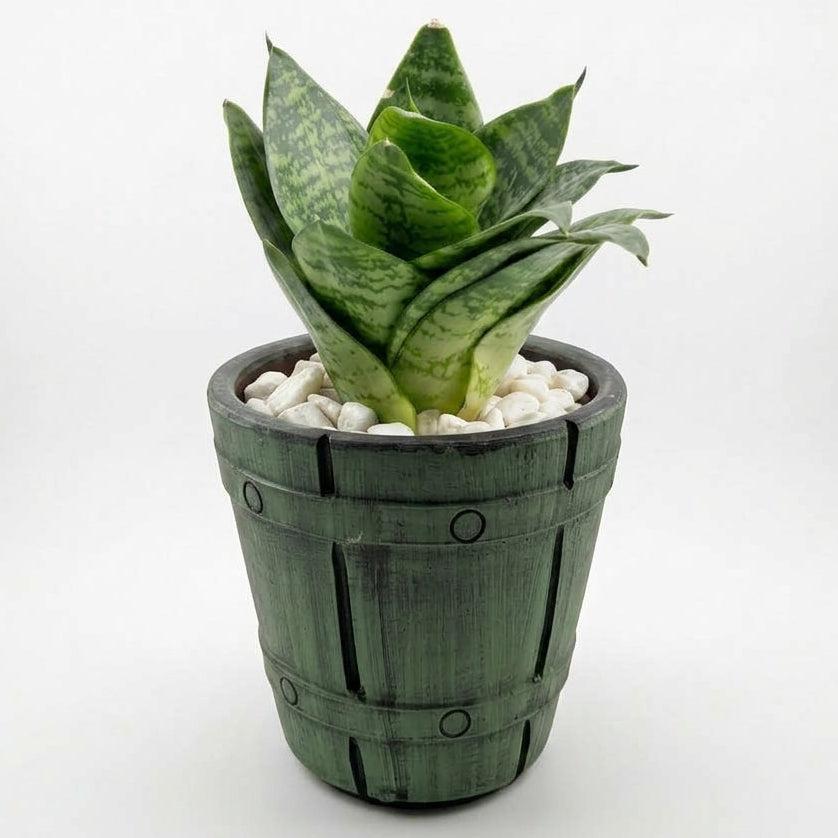 Snake dwarf in Barrel Series Hand crafted Pot