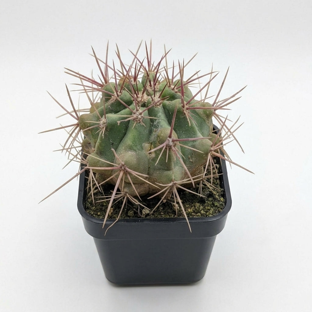 Gymnocalycium sp. (Chin Cactus)