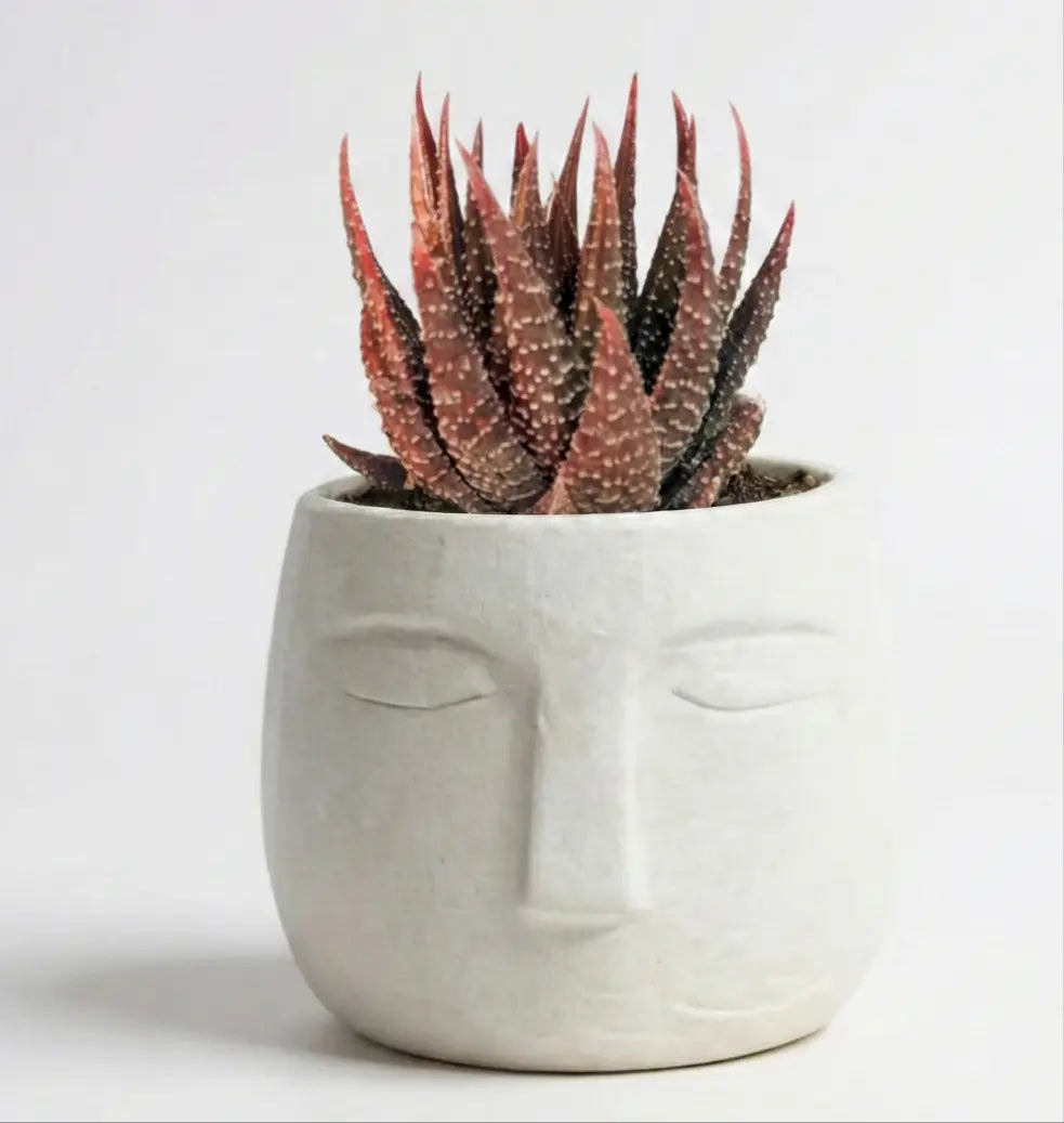 Haworthia attenuata in OLA Pot - Shalamar Nurseries & Landscapers