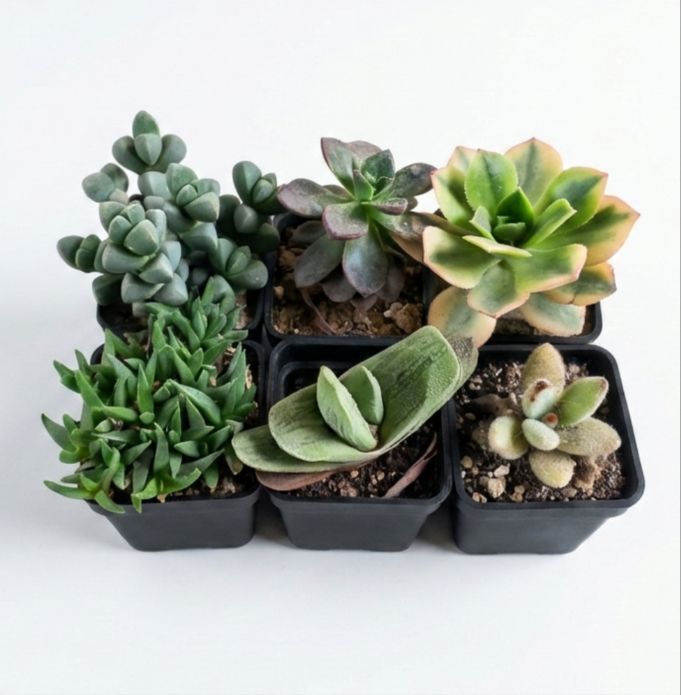 Assorted Succulents Pack of 6
